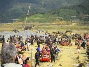 Buying water buffaloes at the market in BacHa