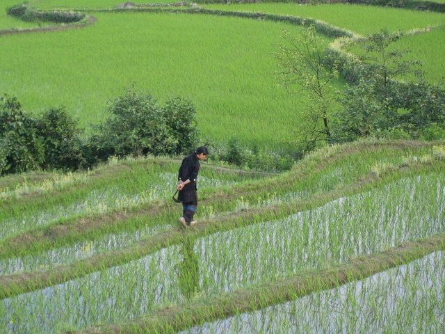 A woman tends the rice terraces