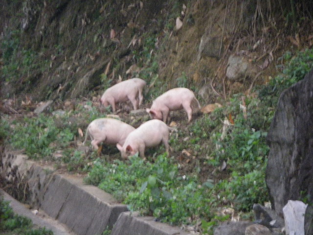 Piglets along the road
