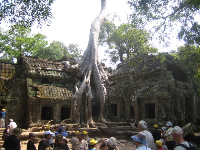 The spong tree that ate Ta Prohm
