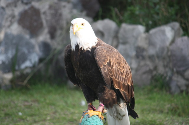 and our old friend, the bald eagle
