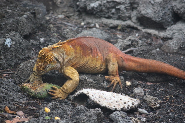 Land iguana at lunch