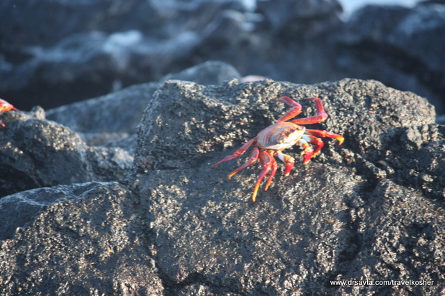 A Sally Lightfoot Crab