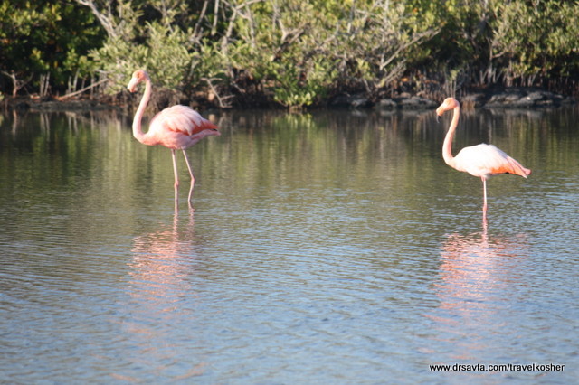 Our Flamingo Friends