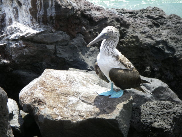 A cooperative Blue Footed Booby