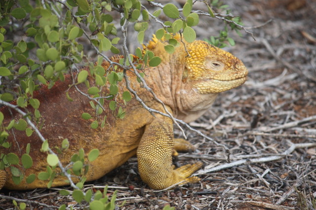 The Land Iguana smiles in approval