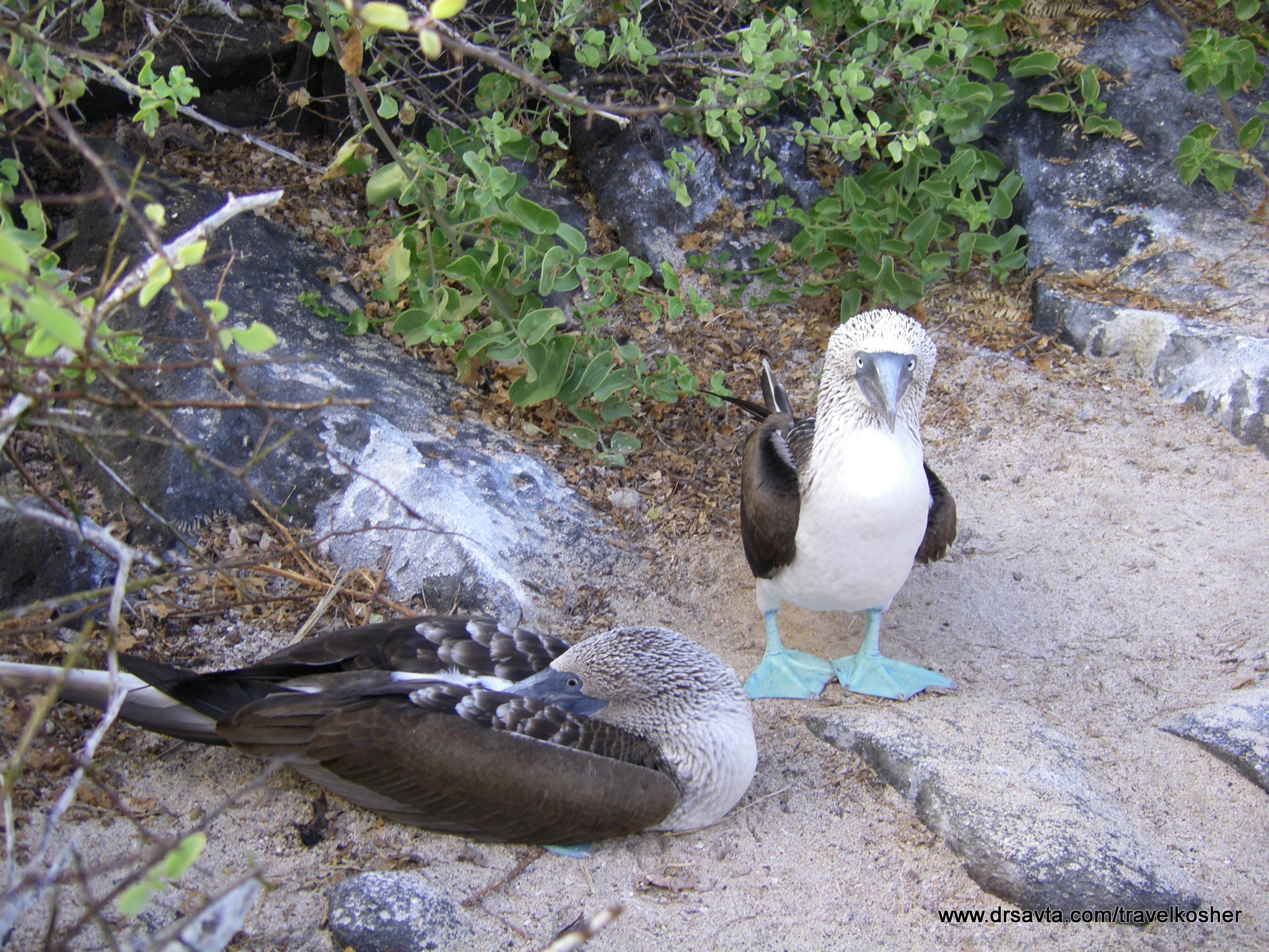Blue footed booby welcoming committee