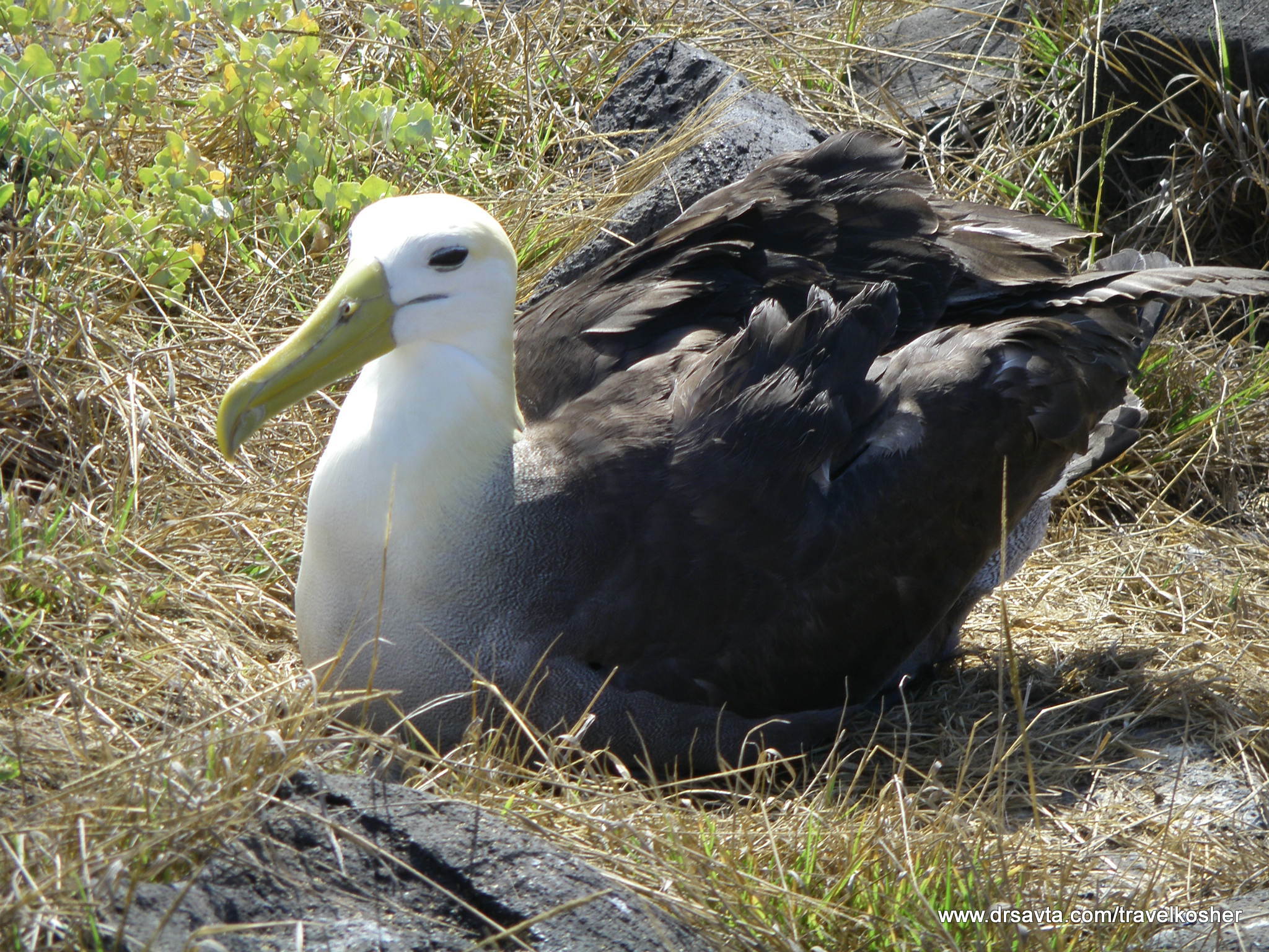 An Albatross