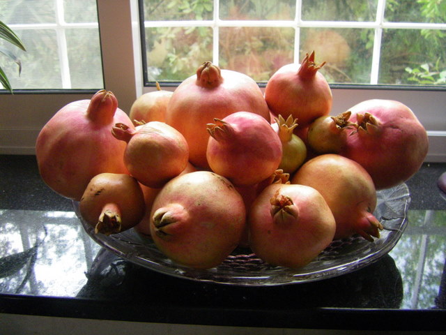 The first batch of pomegranates from our tree