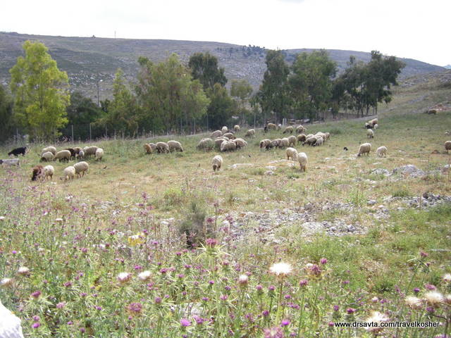 Sheep on Mount Grizim