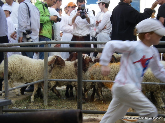 Lambs in the pen, unaware