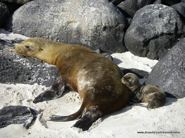 Mother sea lion and newborn infant