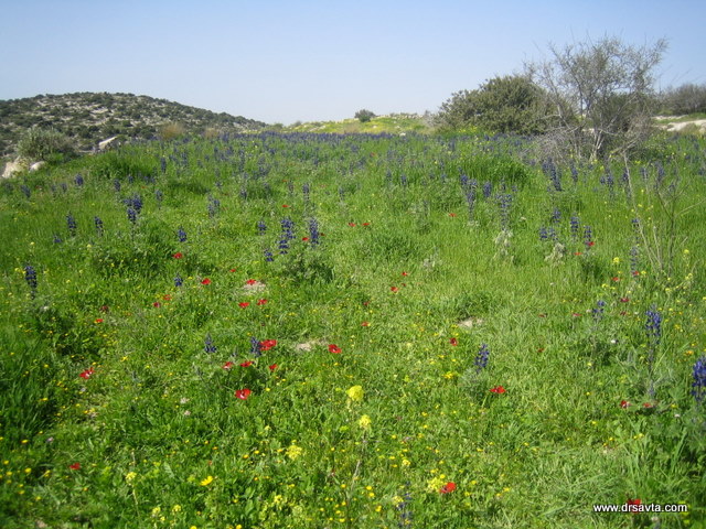 Wildflowers in Israel